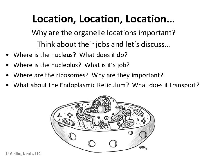 Location, Location… Why are the organelle locations important? Think about their jobs and let’s