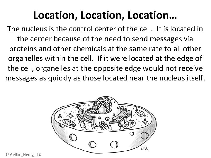 Location, Location… The nucleus is the control center of the cell. It is located