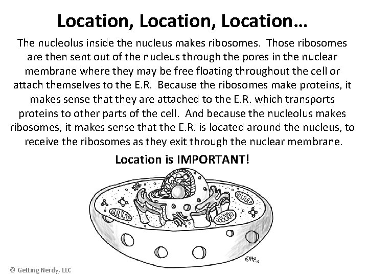 Location, Location… The nucleolus inside the nucleus makes ribosomes. Those ribosomes are then sent