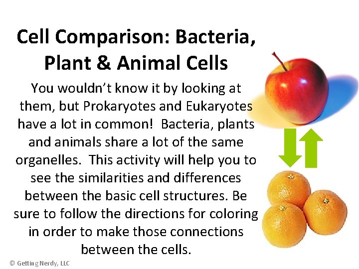 Cell Comparison: Bacteria, Plant & Animal Cells You wouldn’t know it by looking at