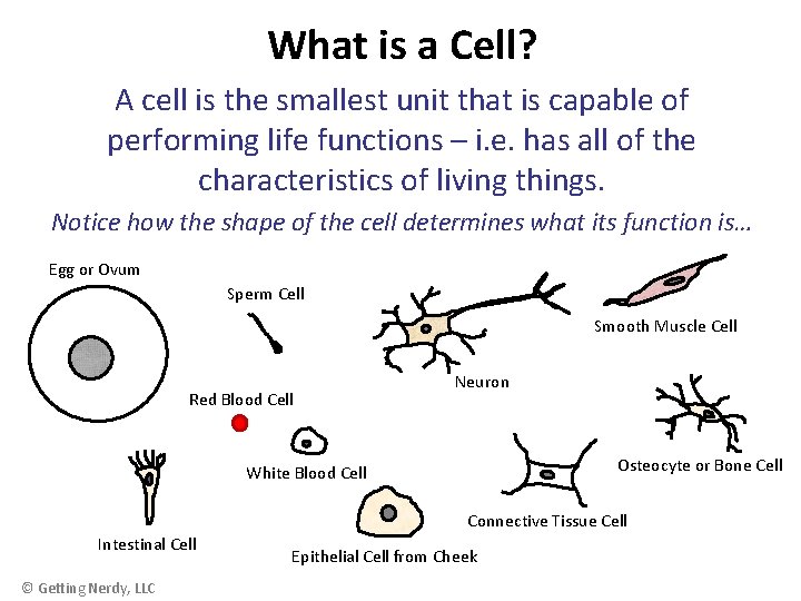 What is a Cell? A cell is the smallest unit that is capable of