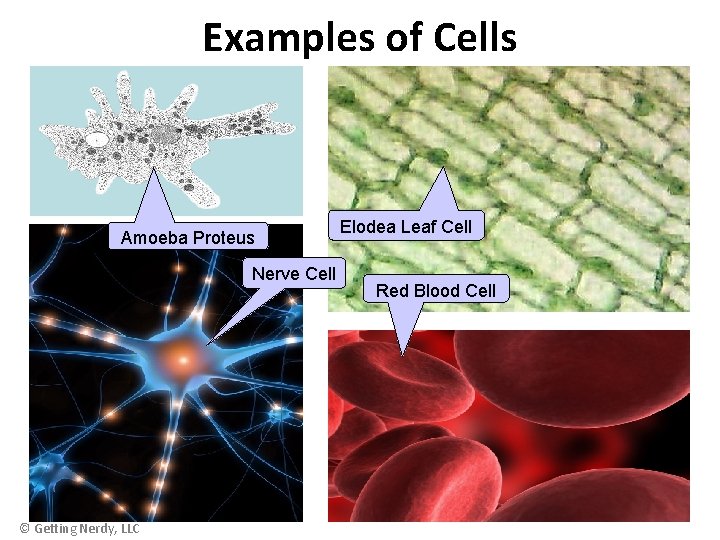 Examples of Cells Amoeba Proteus Nerve Cell © Getting Nerdy, LLC Elodea Leaf Cell