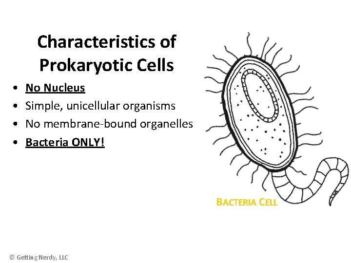 Characteristics of Prokaryotic Cells • • No Nucleus Simple, unicellular organisms No membrane-bound organelles