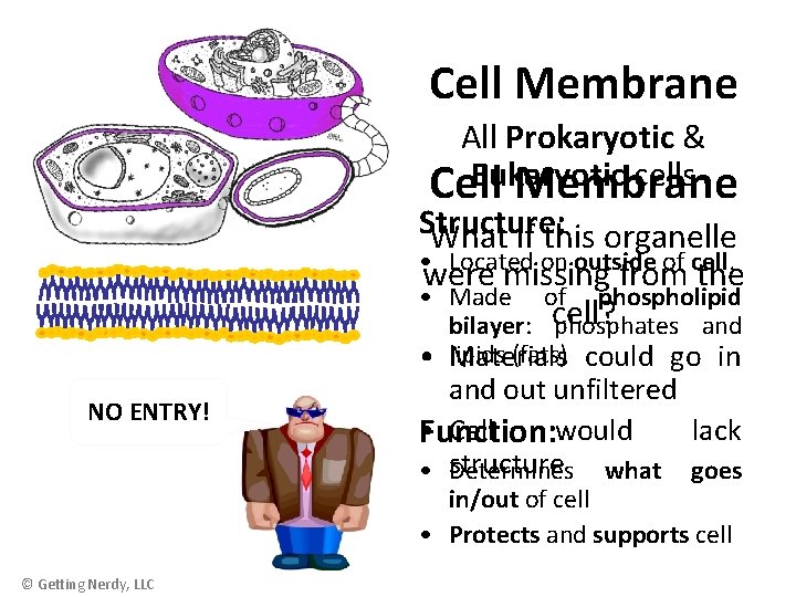 Cell Membrane All Prokaryotic & Eukaryotic cells Cell Membrane Structure: What if this organelle
