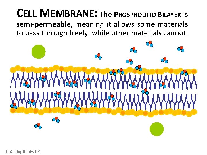 CELL MEMBRANE: The PHOSPHOLIPID BILAYER is semi-permeable, meaning it allows some materials to pass
