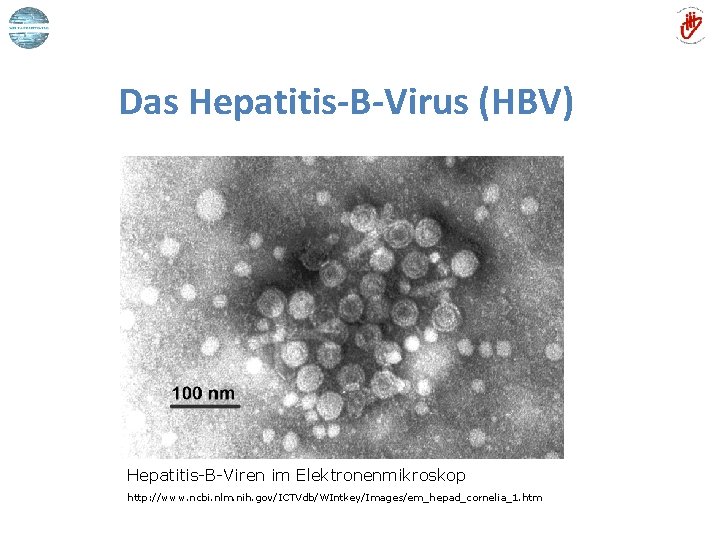 Das Hepatitis-B-Virus (HBV) Hepatitis-B-Viren im Elektronenmikroskop http: //www. ncbi. nlm. nih. gov/ICTVdb/WIntkey/Images/em_hepad_cornelia_1. htm 