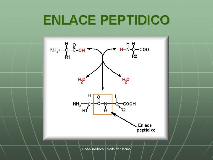 ENLACE PEPTIDICO Licda. Bárbara Toledo de Chajón 