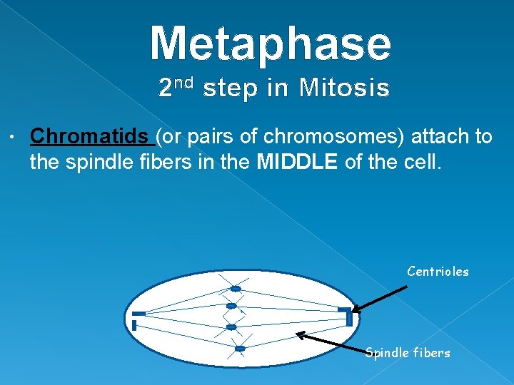 Metaphase 2 nd step in Mitosis • Chromatids (or pairs of chromosomes) attach to