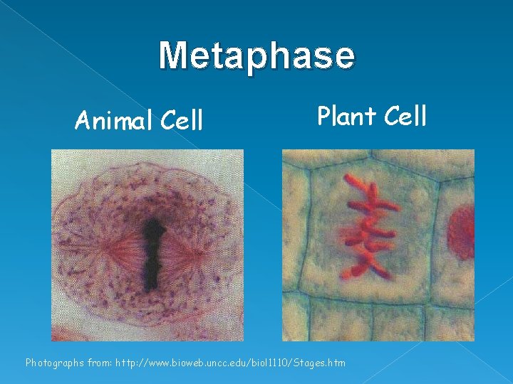 Metaphase Animal Cell Plant Cell Photographs from: http: //www. bioweb. uncc. edu/biol 1110/Stages. htm