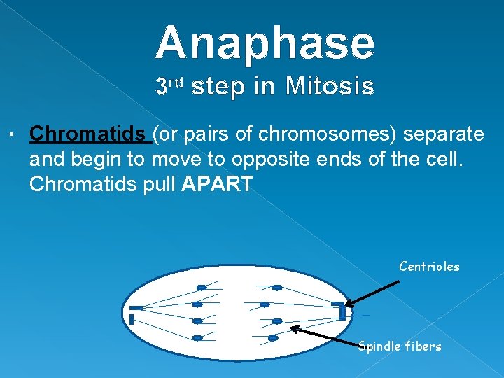 Anaphase 3 rd step in Mitosis • Chromatids (or pairs of chromosomes) separate and