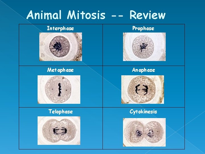 Animal Mitosis -- Review Interphase Metaphase Telophase Prophase Anaphase Cytokinesis 