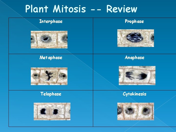 Plant Mitosis -- Review Interphase Metaphase Telophase Prophase Anaphase Cytokinesis 