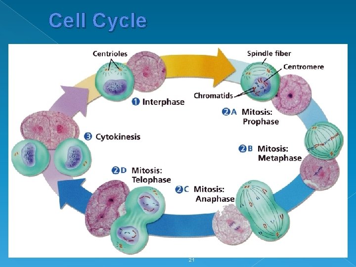 Cell Cycle 21 