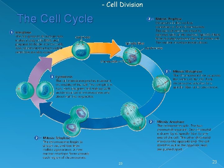- Cell Division The Cell Cycle 23 23 