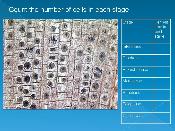 Count the number of cells in each stage Stage Interphase Prometaphase Metaphase Anaphase Telophase