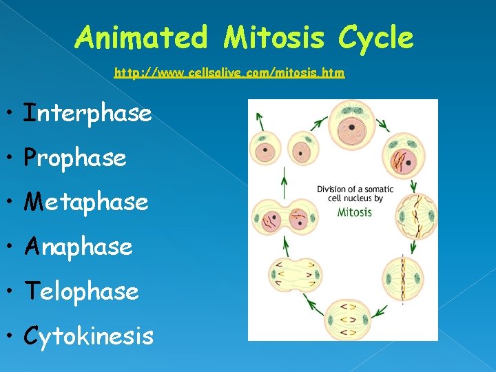 Animated Mitosis Cycle http: //www. cellsalive. com/mitosis. htm • Interphase • Prophase • Metaphase