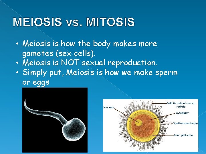 MEIOSIS vs. MITOSIS • Meiosis is how the body makes more gametes (sex cells).