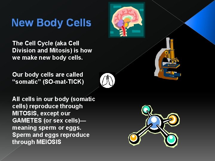 New Body Cells The Cell Cycle (aka Cell Division and Mitosis) is how we