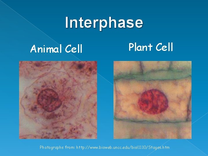 Interphase Animal Cell Plant Cell Photographs from: http: //www. bioweb. uncc. edu/biol 1110/Stages. htm