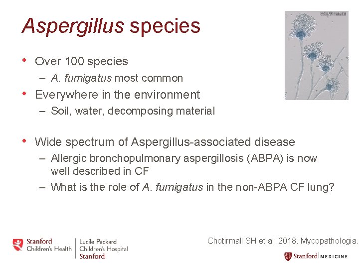 Aspergillus species • Over 100 species – A. fumigatus most common • Everywhere in