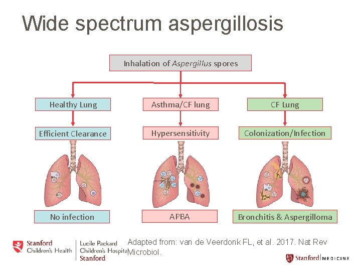 Wide spectrum aspergillosis Inhalation of Aspergillus spores Healthy Lung Asthma/CF lung CF Lung Efficient