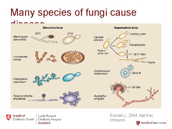 Many species of fungi cause disease Romani L. 2004. Nat Rev Immunol. 