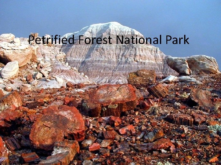Petrified Forest National Park 