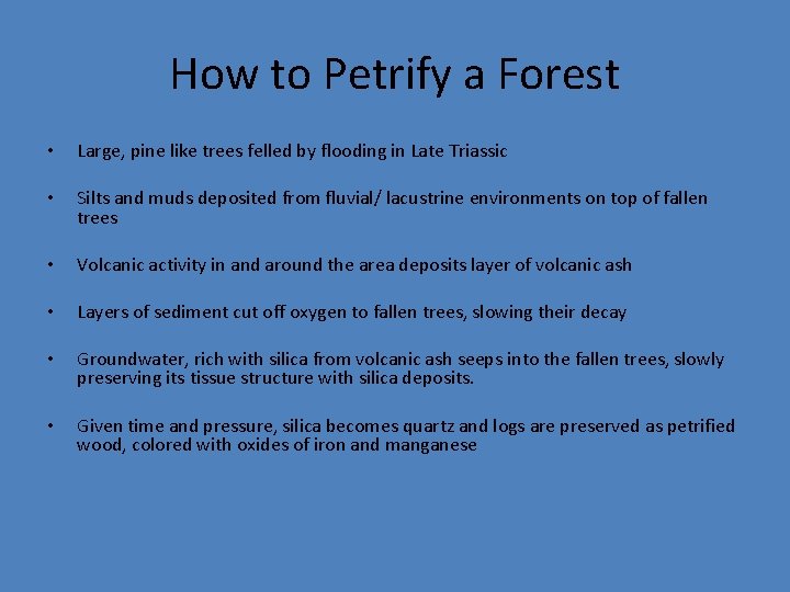 How to Petrify a Forest • Large, pine like trees felled by flooding in