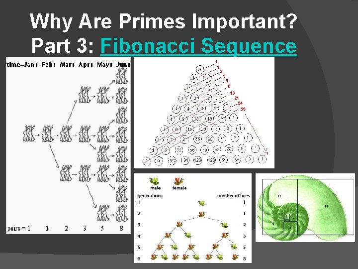 Why Are Primes Important? Part 3: Fibonacci Sequence 