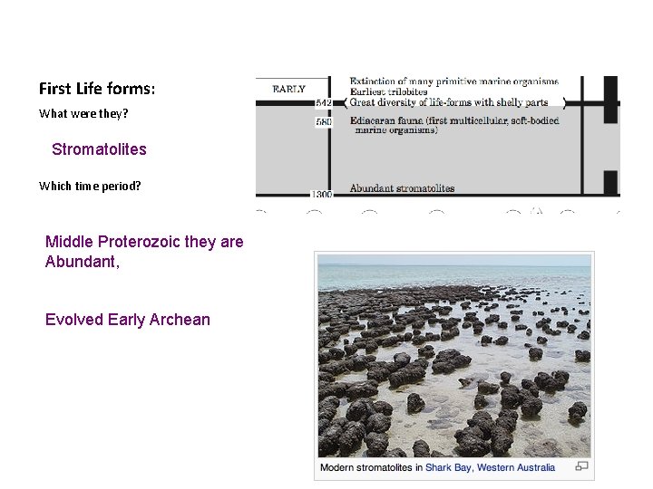 First Life forms: What were they? Stromatolites Which time period? Middle Proterozoic they are