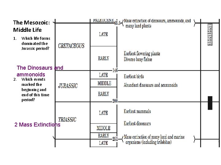 The Mesozoic: Middle Life 1. Which life forms dominated the Jurassic period? The Dinosaurs