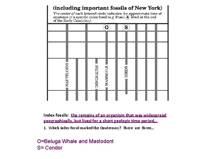 Index fossils: the remains of an organism that was widespread geographically, but lived for