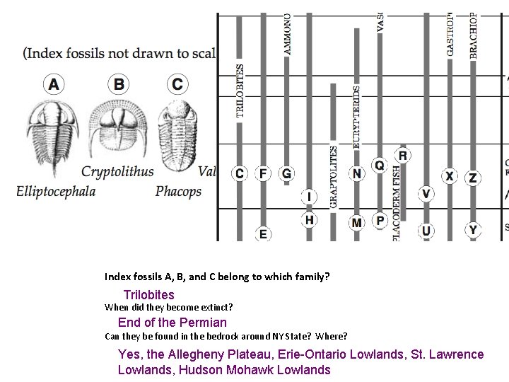 Index fossils A, B, and C belong to which family? Trilobites When did they