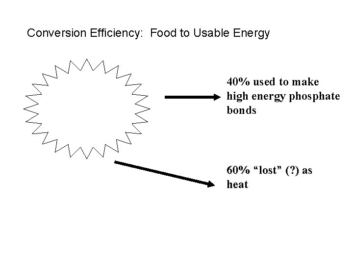 Conversion Efficiency: Food to Usable Energy 40% used to make high energy phosphate bonds