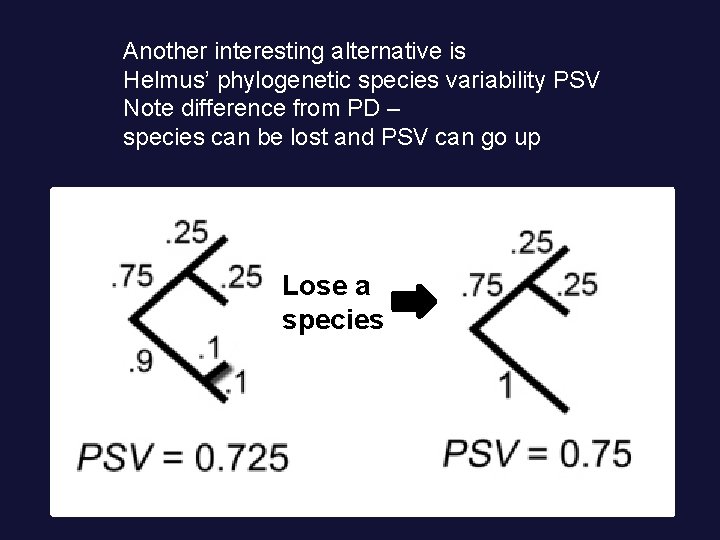Another interesting alternative is Helmus’ phylogenetic species variability PSV Note difference from PD –