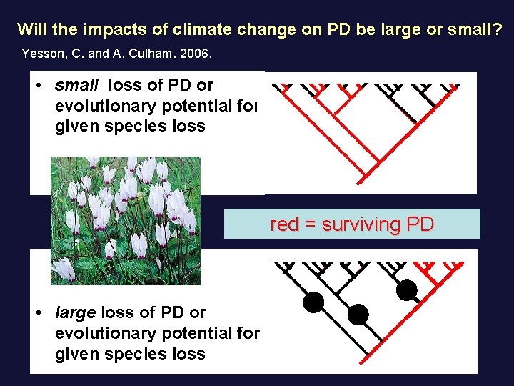 Will the impacts of climate change on PD be large or small? Yesson, C.