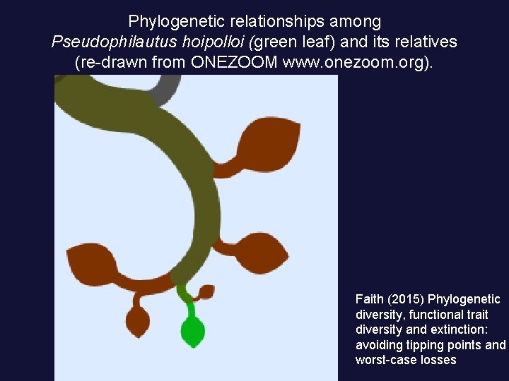 Phylogenetic relationships among Pseudophilautus hoipolloi (green leaf) and its relatives (re-drawn from ONEZOOM www.