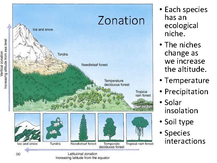 Zonation • Each species has an ecological niche. • The niches change as we