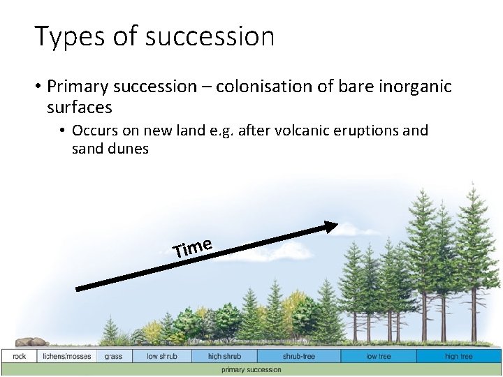 Types of succession • Primary succession – colonisation of bare inorganic surfaces • Occurs