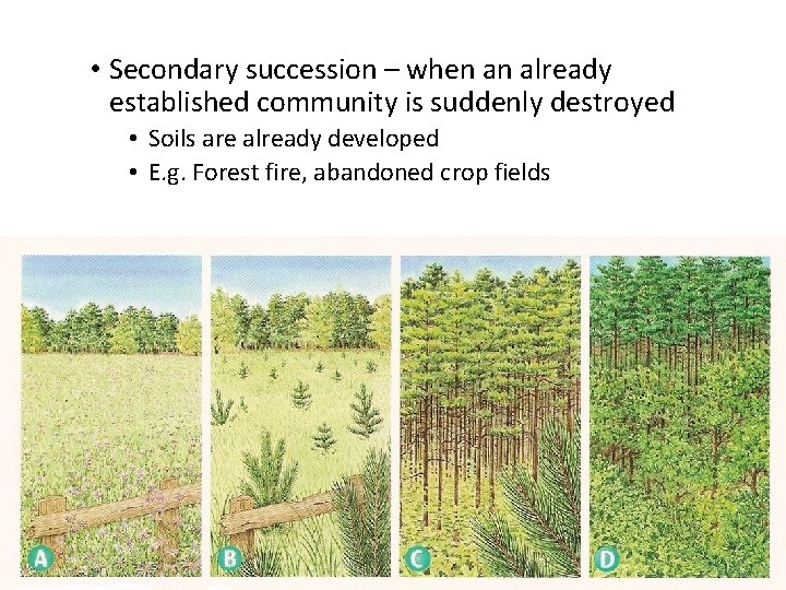  • Secondary succession – when an already established community is suddenly destroyed •