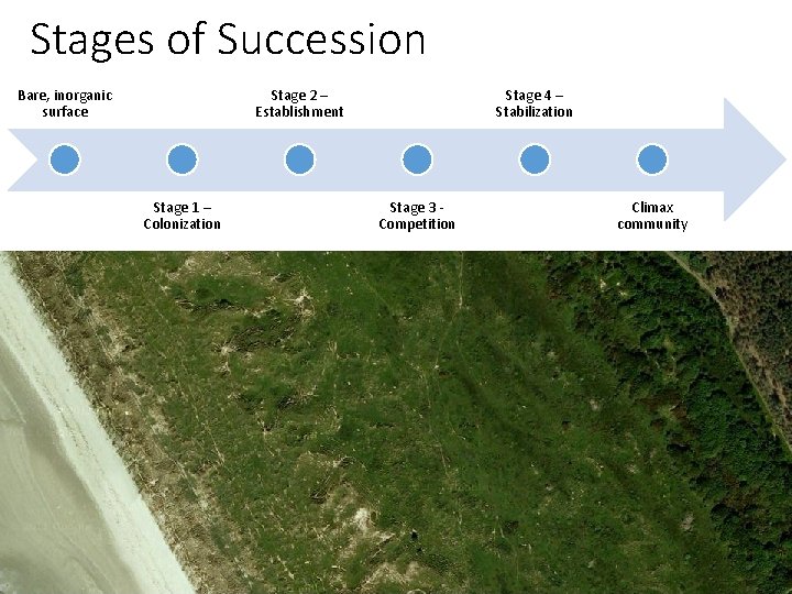 Stages of Succession Bare, inorganic surface Stage 2 – Establishment Stage 1 – Colonization