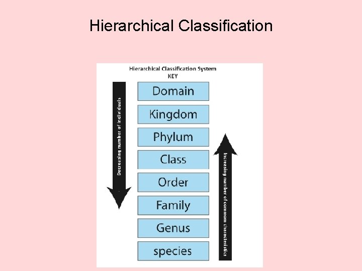 Hierarchical Classification 