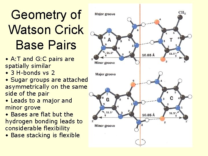Geometry of Watson Crick Base Pairs • A: T and G: C pairs are