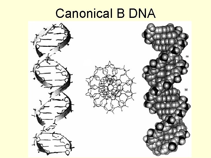 Canonical B DNA 