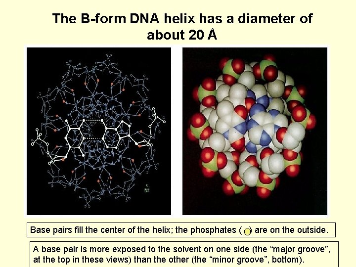The B-form DNA helix has a diameter of about 20 Å Base pairs fill