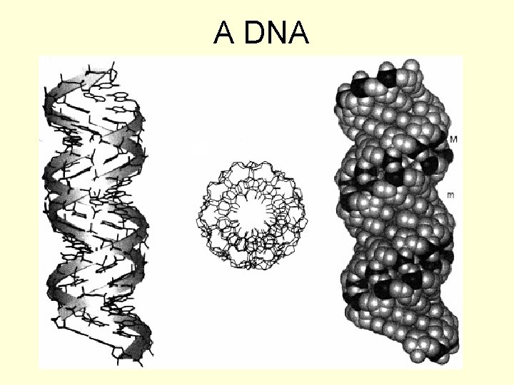 A DNA 