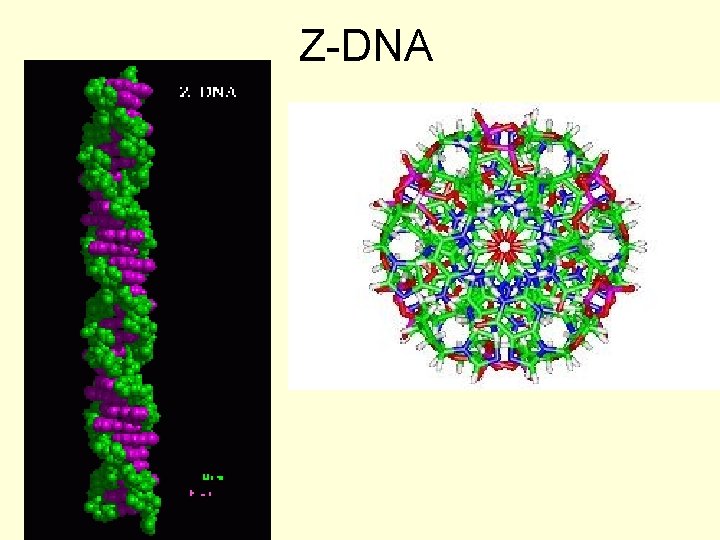 Z-DNA 