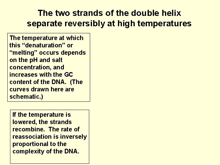 The two strands of the double helix separate reversibly at high temperatures The temperature