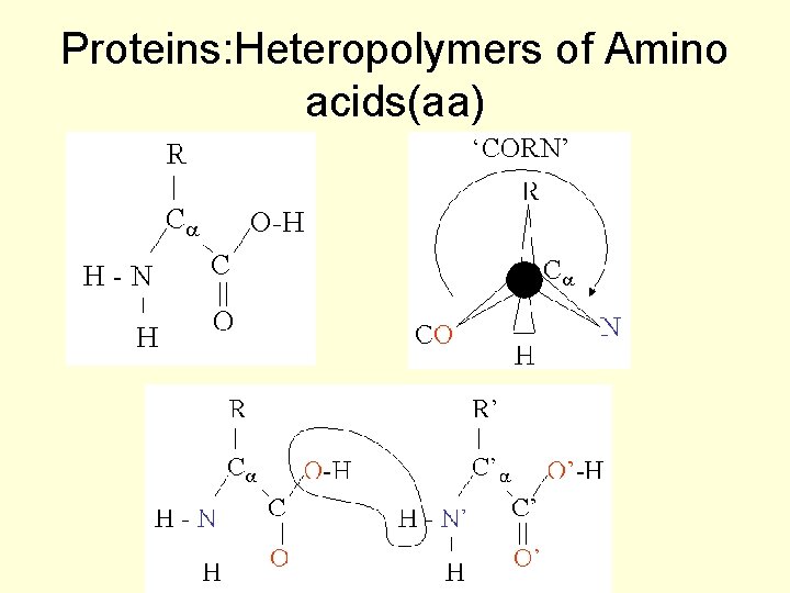 Proteins: Heteropolymers of Amino acids(aa) 
