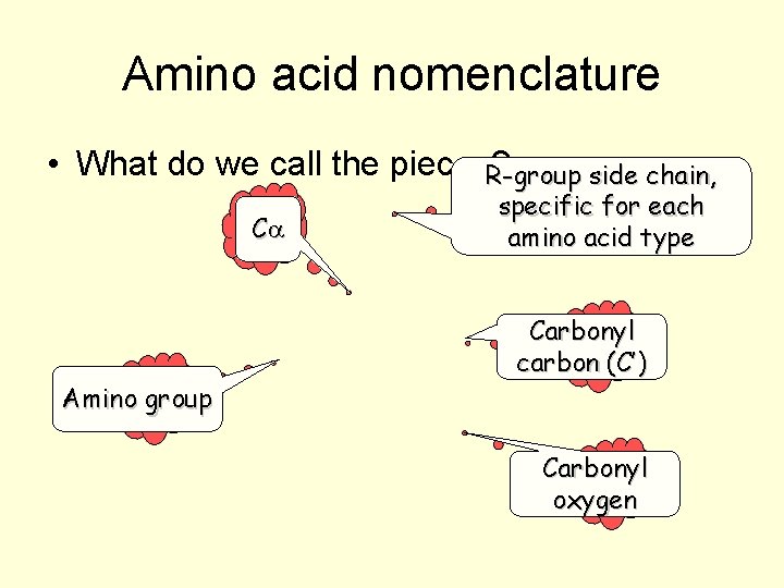 Amino acid nomenclature • What do we call the pieces? R-group side chain, ?